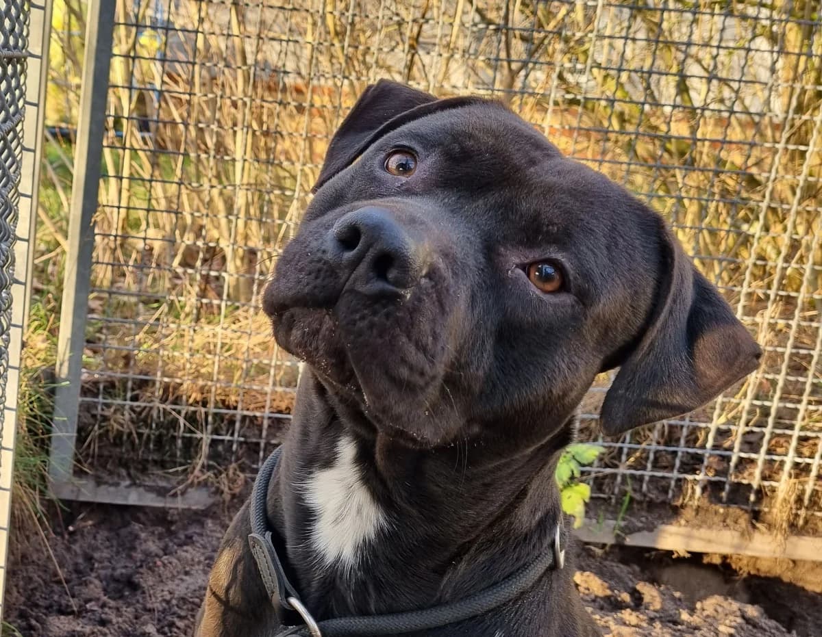 Baron, male 4yo Staffordshire Bull Terrier for adoption at Tierschutzzentrum Ribbesbüttel