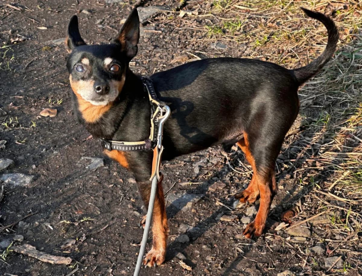 Lenny, male senior mixed breed for adoption at Tierschutzzentrum Ribbesbüttel