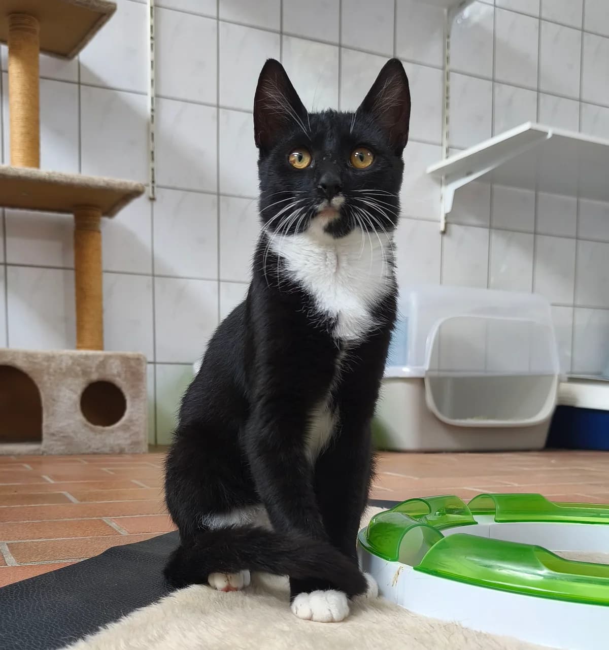 Crazy, male puppy European Shorthair for adoption at Tierschutzzentrum Ribbesbüttel