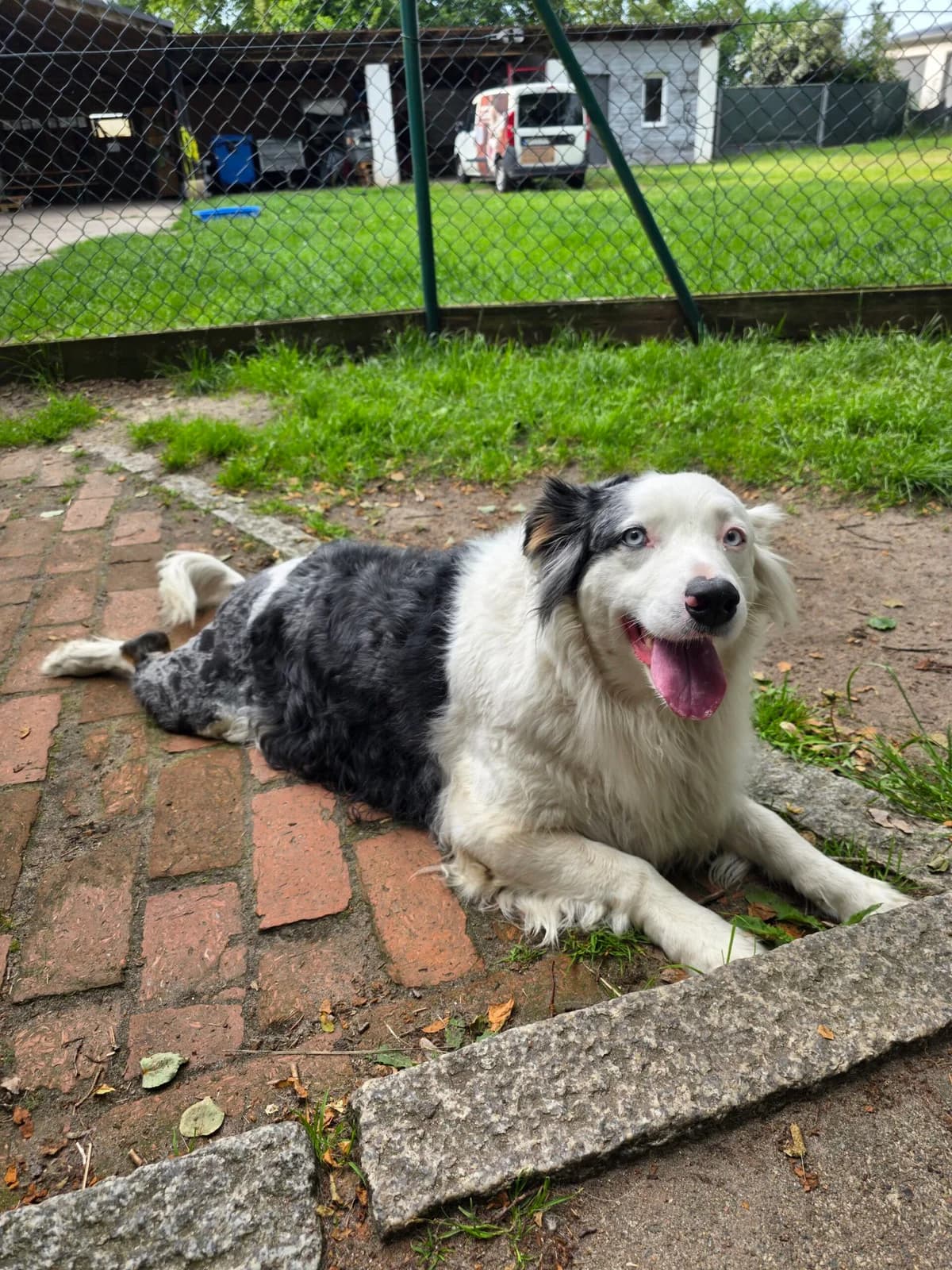 Curly, female 6yo Australian Shepherd for adoption at Tierschutzzentrum Ribbesbüttel