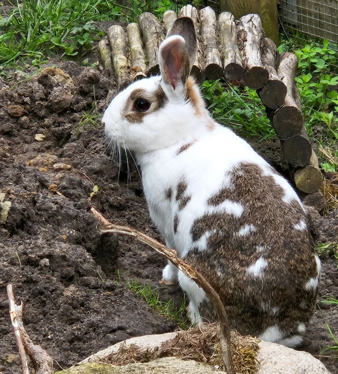 Fred, male 6yo mixed breed for adoption at Tierschutzzentrum Ribbesbüttel
