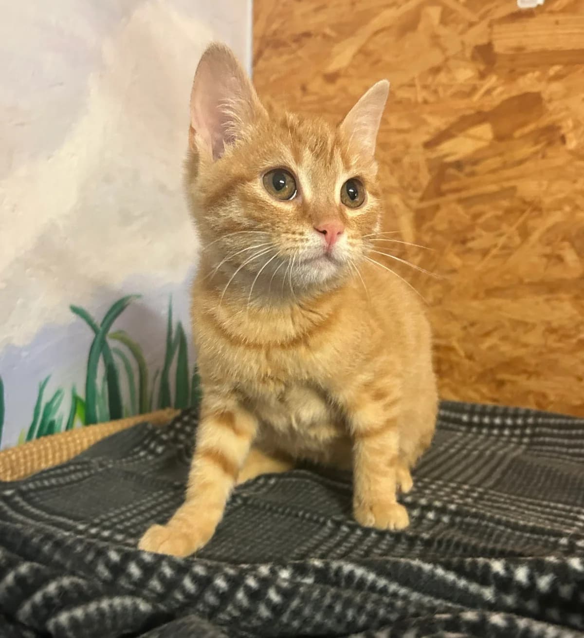 Ginger, male puppy European Shorthair for adoption at Tierschutzzentrum Ribbesbüttel