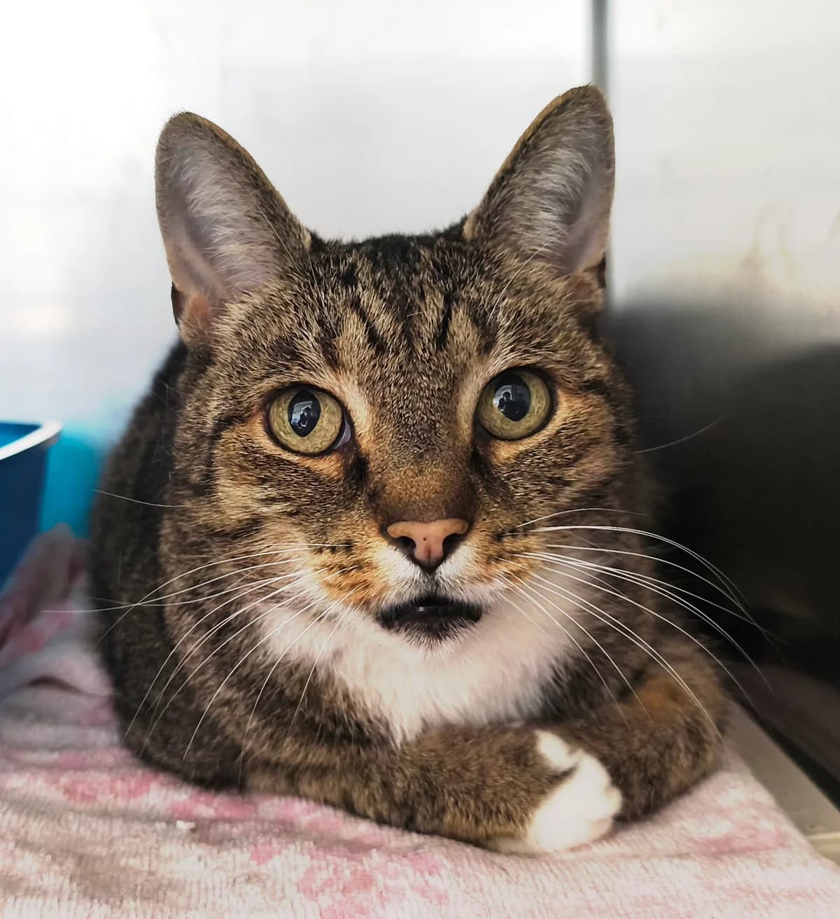 Gremlin, ca. 5 Jahre, female 5yo European Shorthair for adoption at Tierschutzzentrum Ribbesbüttel