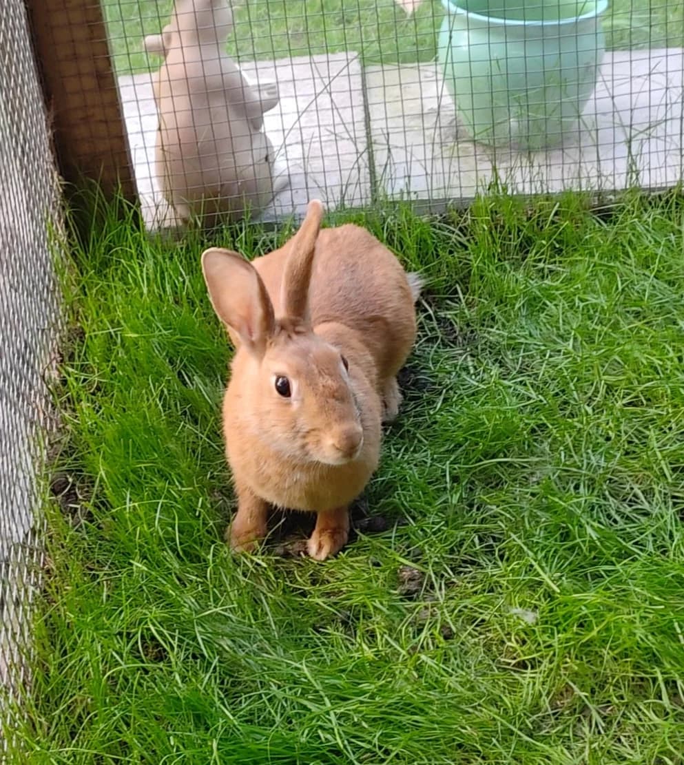 Hazel, female young mixed breed for adoption at Tierschutzzentrum Ribbesbüttel