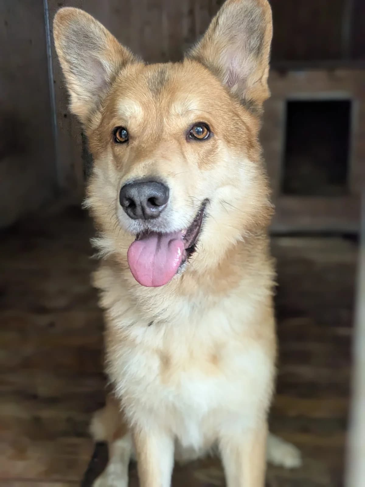 Kenma, male 5yo German Shepherd for adoption at Tierschutzzentrum Ribbesbüttel