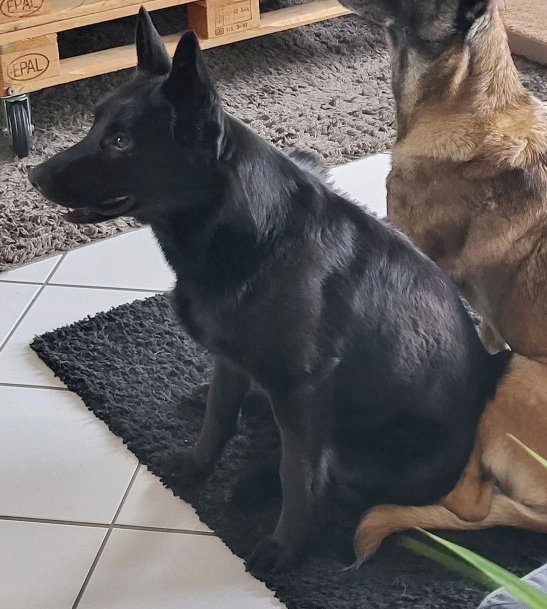 Kuroo, schwarz male 3yo Belgian Malinois for adoption at Tierschutzzentrum Ribbesbüttel