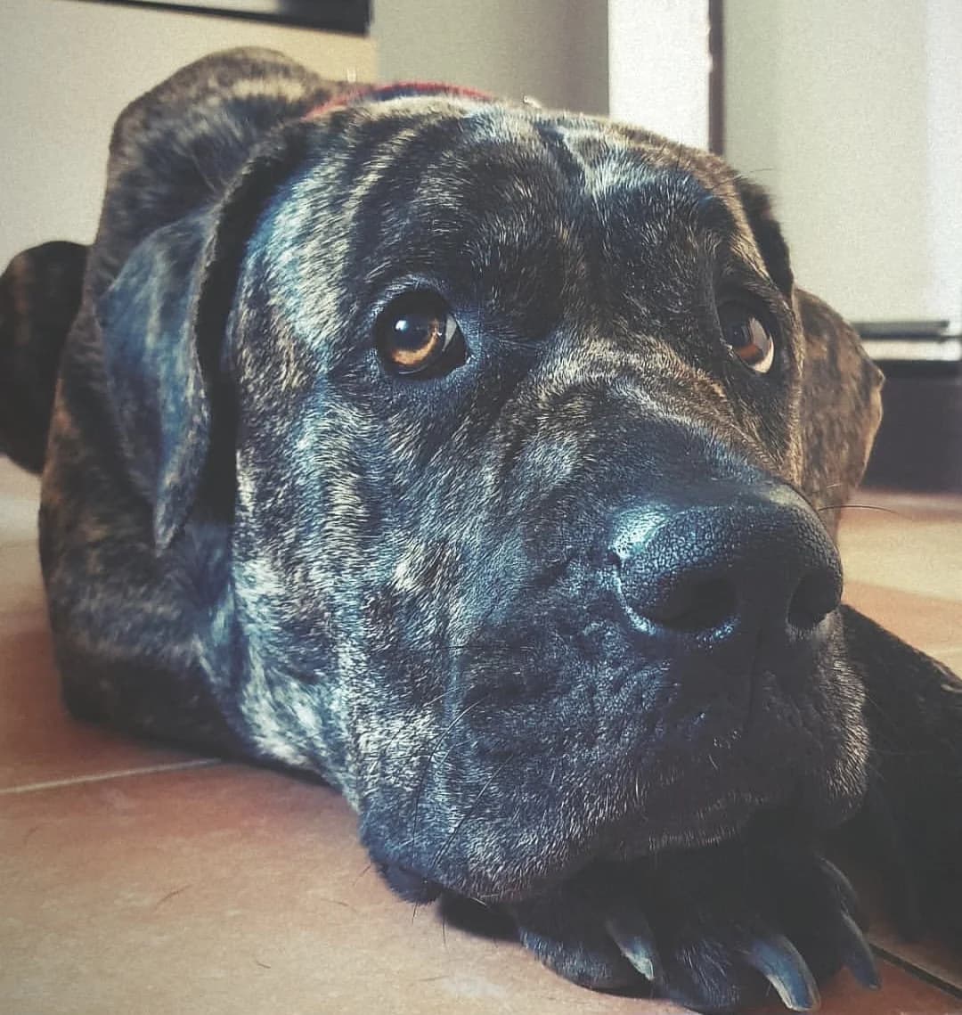 Lila, female 7yo Presa Canario for adoption at Tierschutzzentrum Ribbesbüttel
