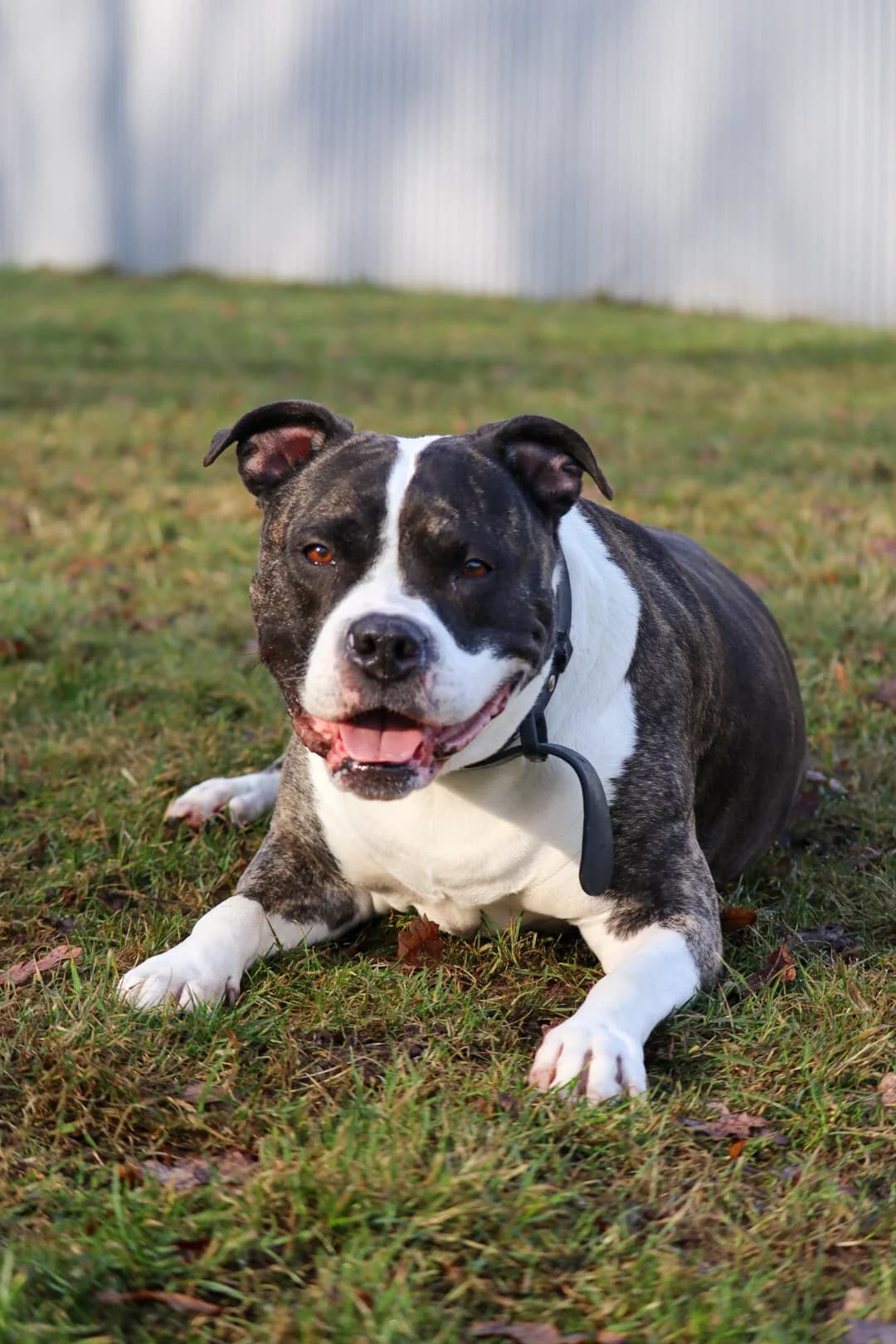 Miley, female senior English Bulldog for adoption at Tierschutzzentrum Ribbesbüttel