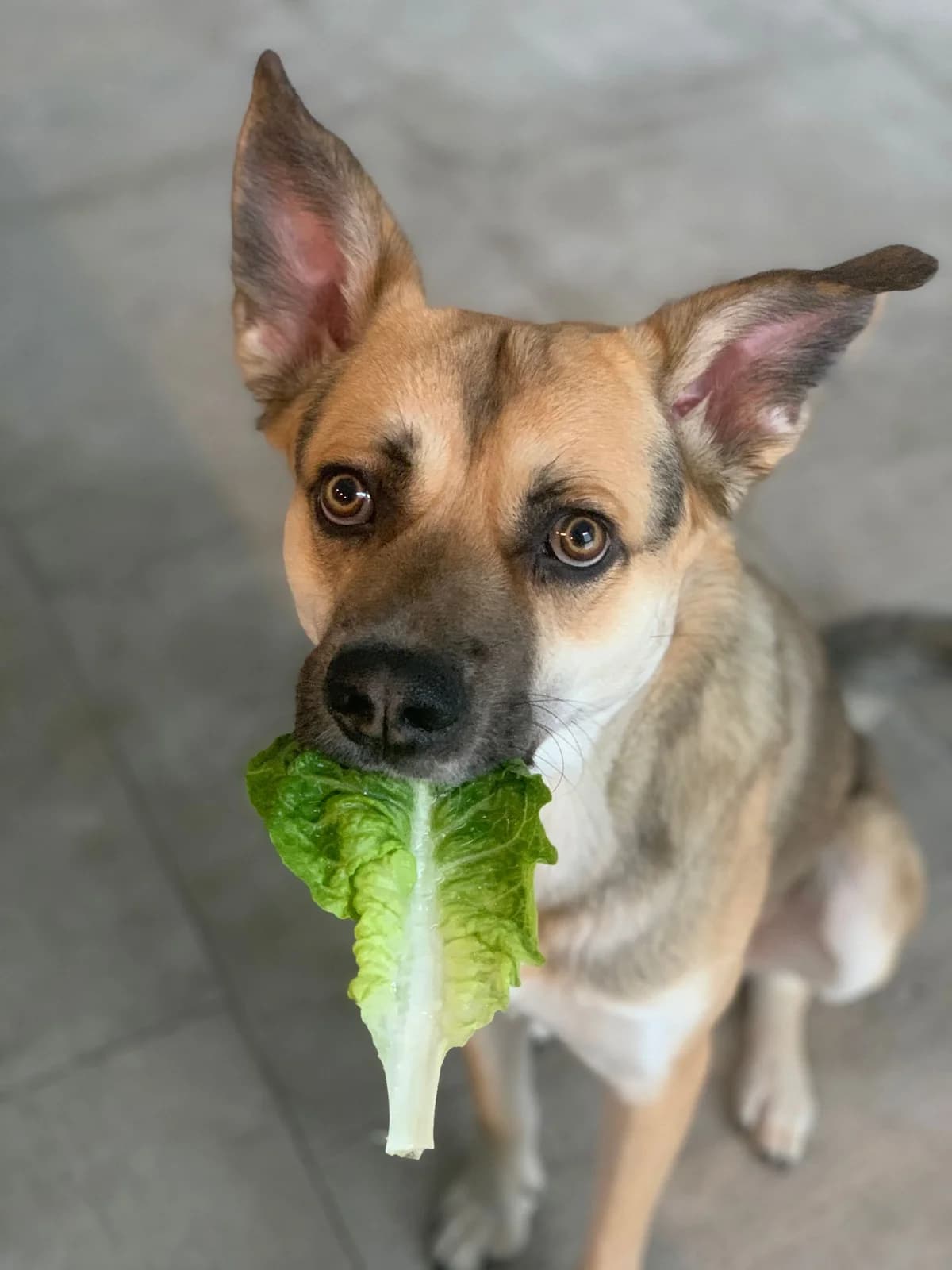 Paule, male 3yo German Shepherd for adoption at Tierschutzzentrum Ribbesbüttel
