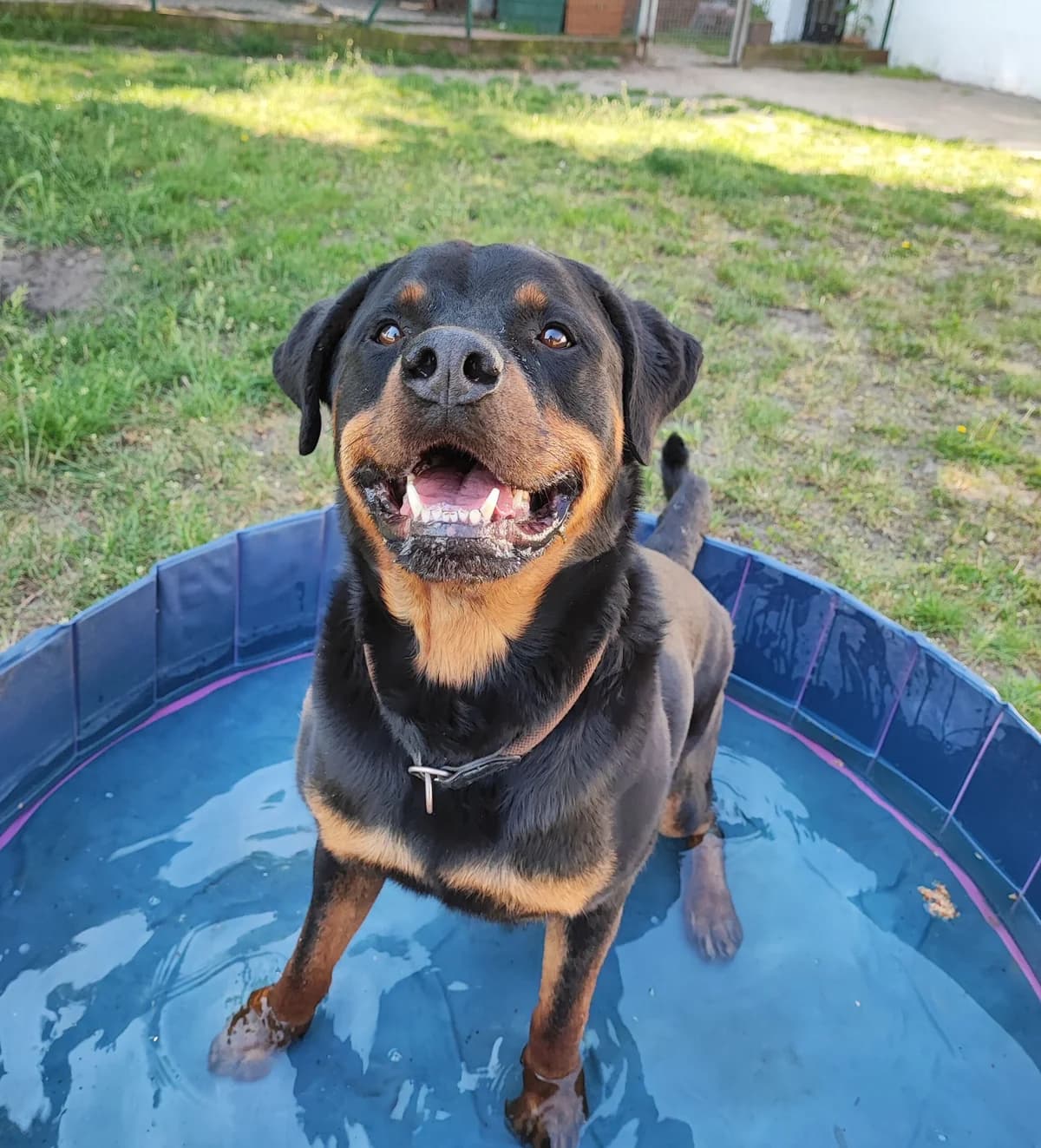 Ralfi, male senior Rottweiler for adoption at Tierschutzzentrum Ribbesbüttel
