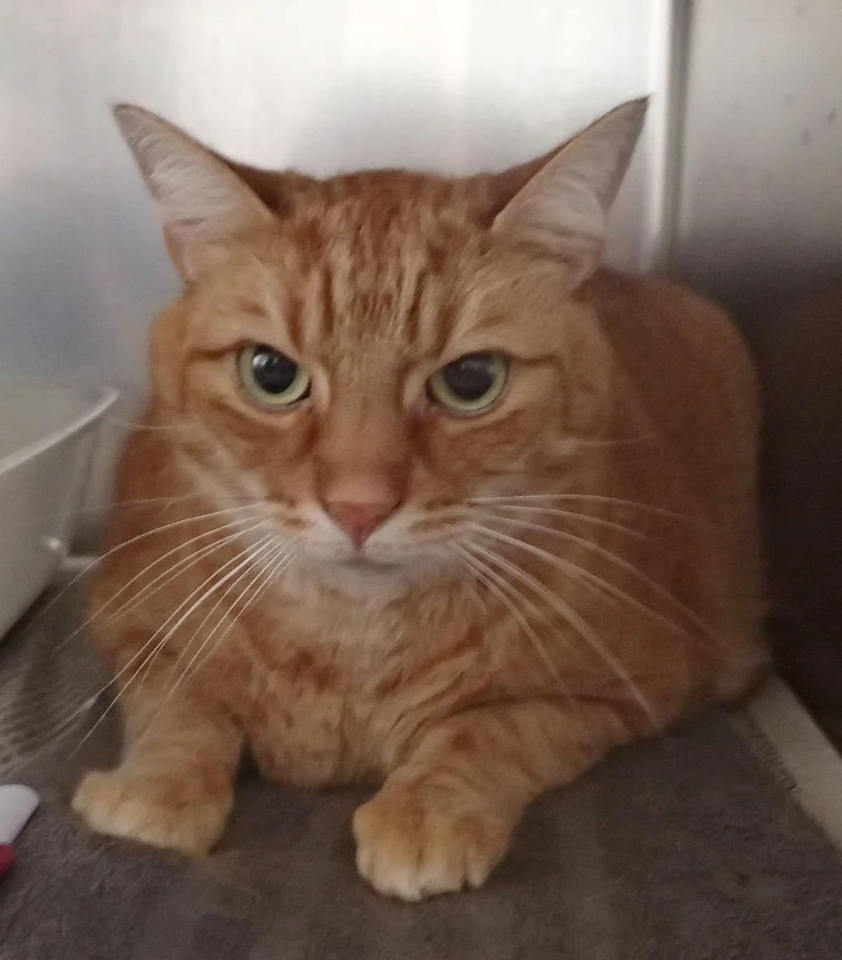 Rollo, ca. 6 Jahre, European Shorthair (Tierschutzzentrum Ribbesbüttel)