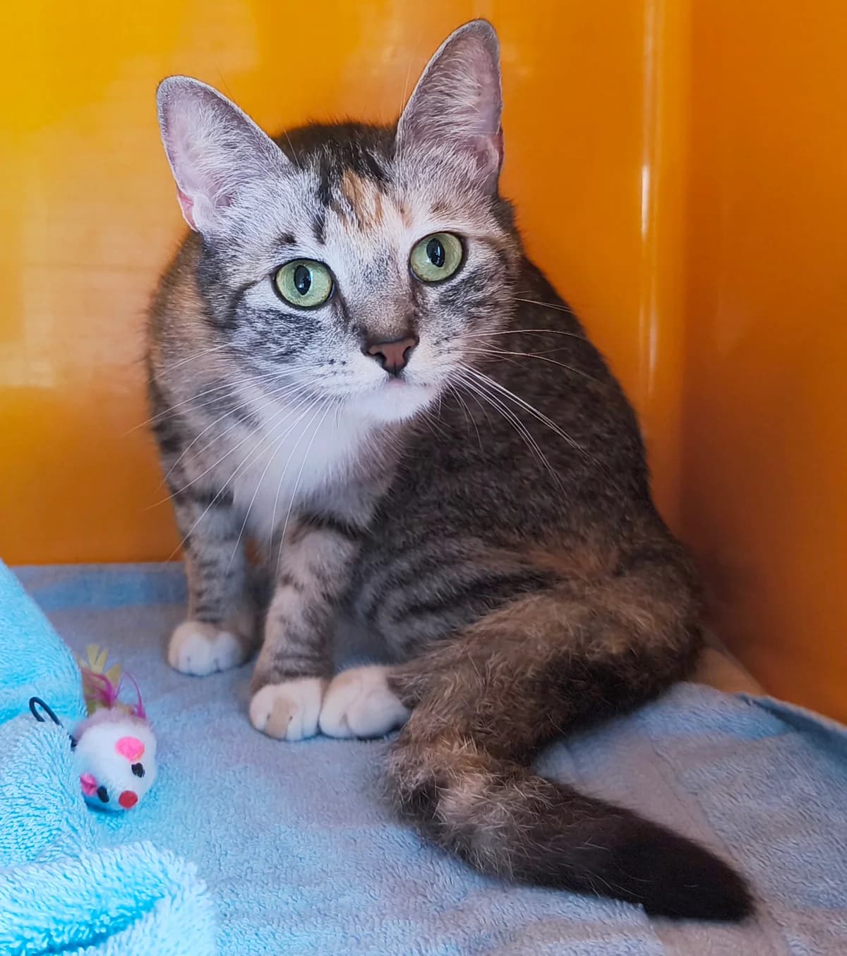 Sunny, female European Shorthair for adoption at Tierschutzzentrum Ribbesbüttel