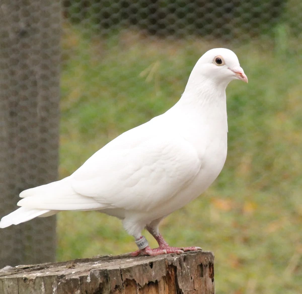 Tauben, female Mixed Breed for adoption at Tierschutzzentrum Ribbesbüttel