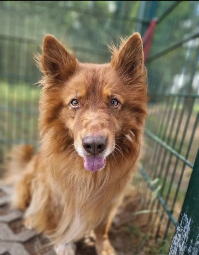 Thorin, male senior Harzer Fuchs for adoption at Tierschutzzentrum Ribbesbüttel