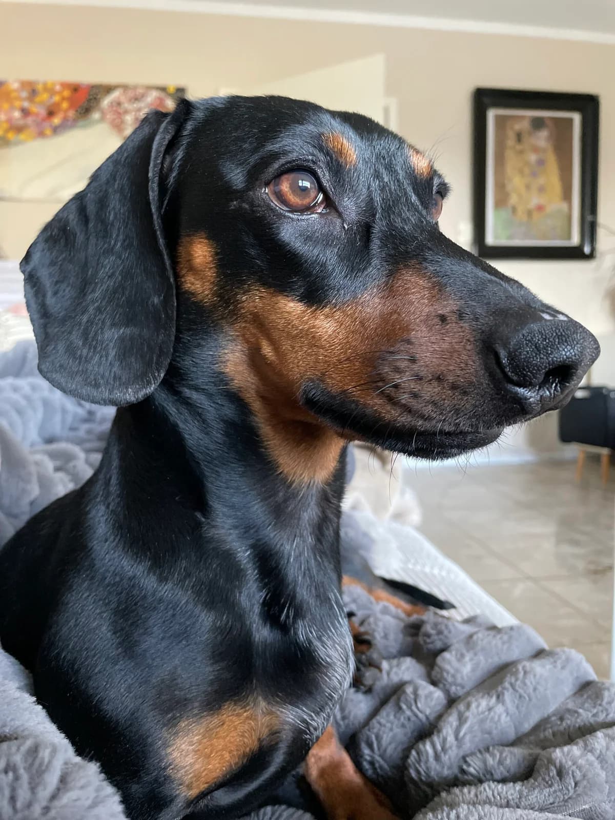 Willi, male 3yo Dachshund for adoption at Tierschutzzentrum Ribbesbüttel