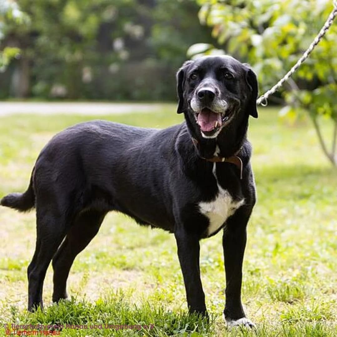 Chérie, female senior Mixed Breed for adoption at Tierschutz Hanau, Hanau