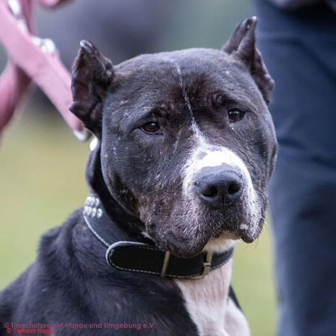 Rosi, female 4yo Pit Bull Terrier for adoption at Tierschutz Hanau, Hanau