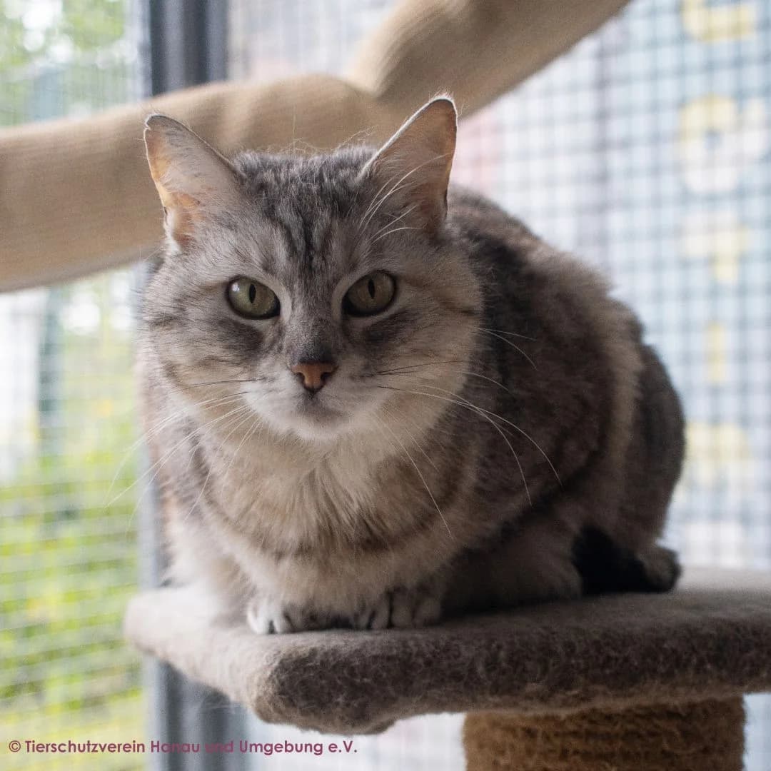 Coco, female senior European Shorthair for adoption at Tierschutz Hanau, Hanau