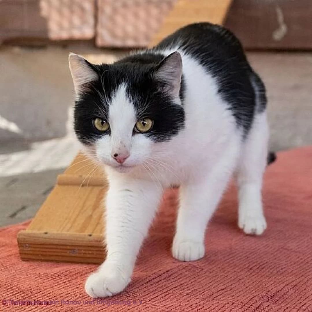 Pablo, male young European Shorthair for adoption at Tierschutz Hanau, Hanau