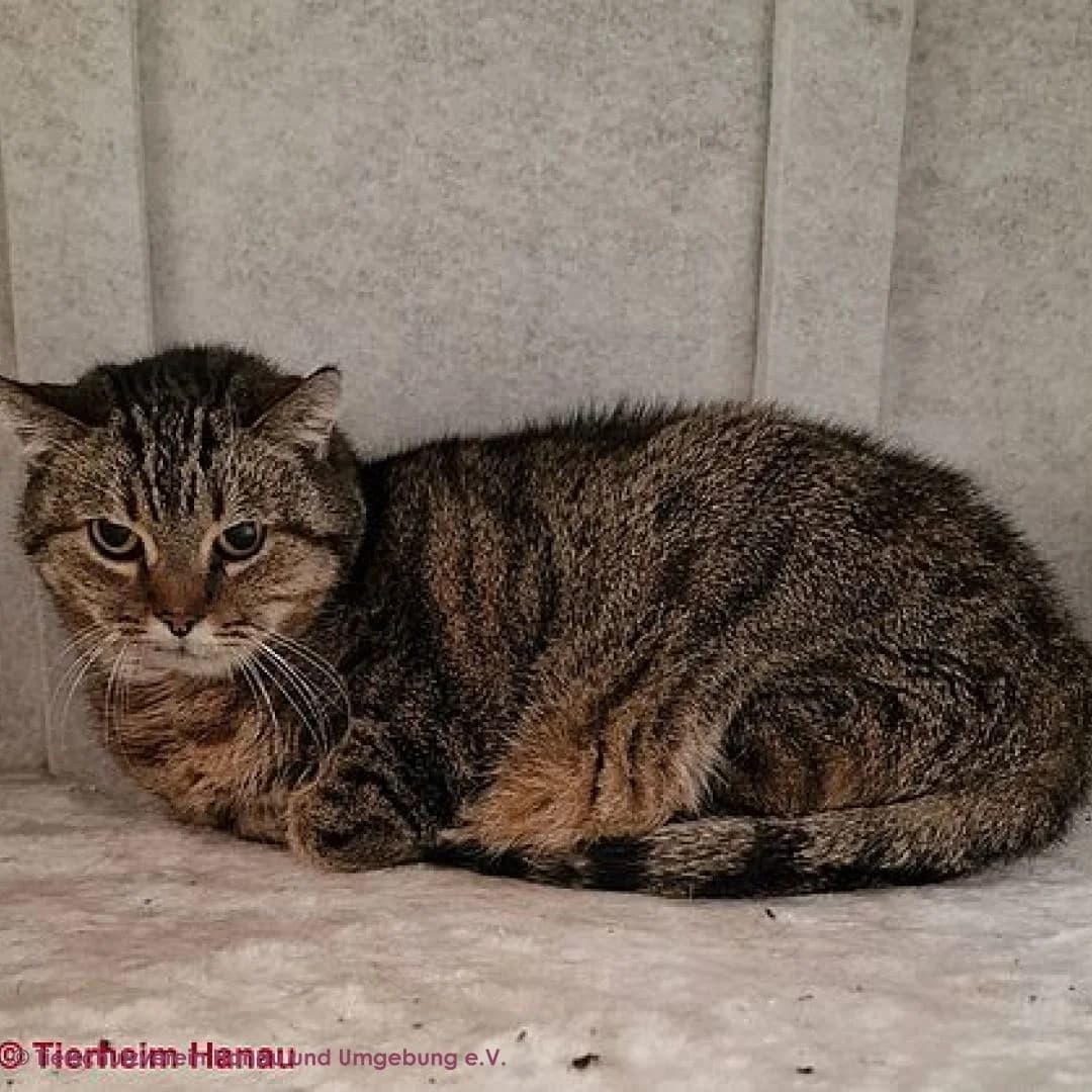 Motte, female senior European Shorthair for adoption at Tierschutz Hanau, Hanau