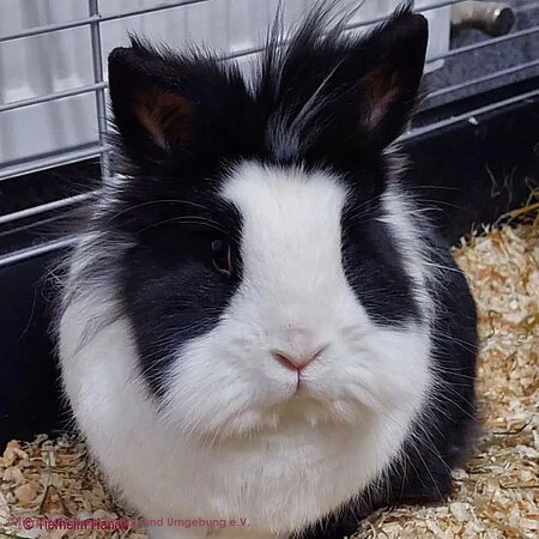 Meoris,  5yo mixed breed for adoption at Tierschutz Hanau, Hanau