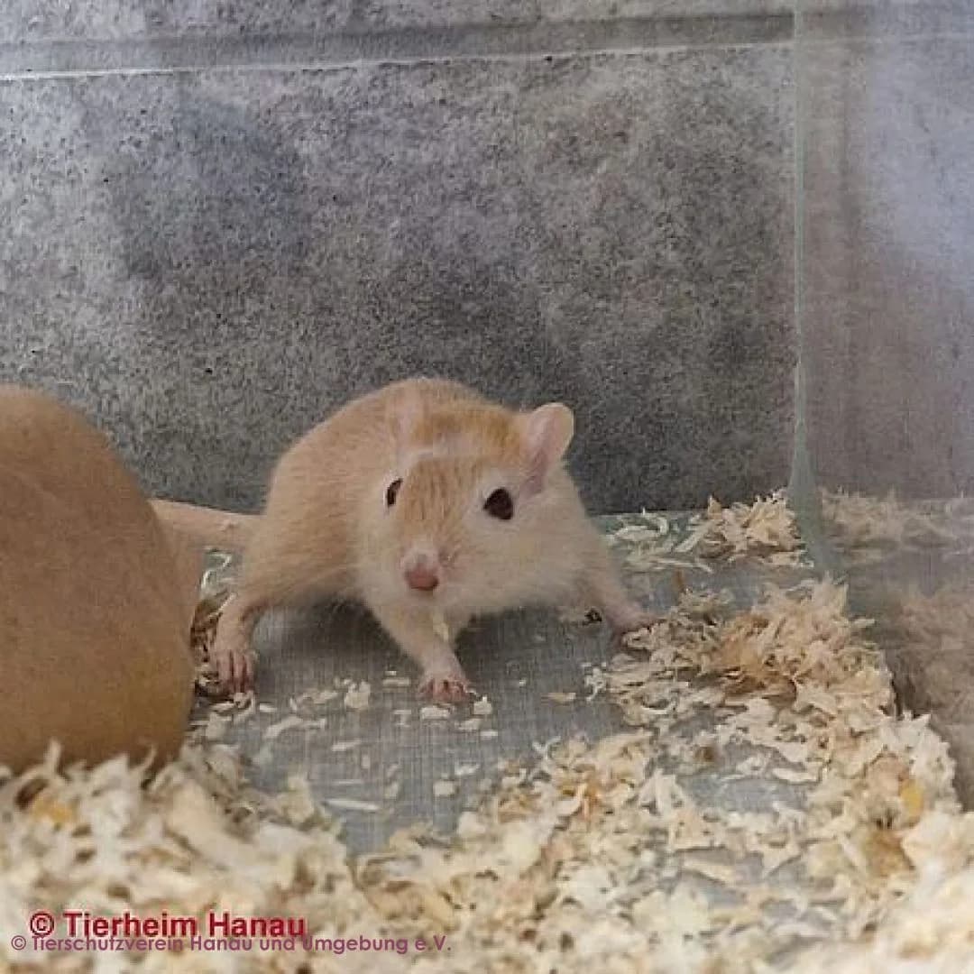 Alvin, male young mixed breed for adoption at Tierschutz Hanau, Hanau