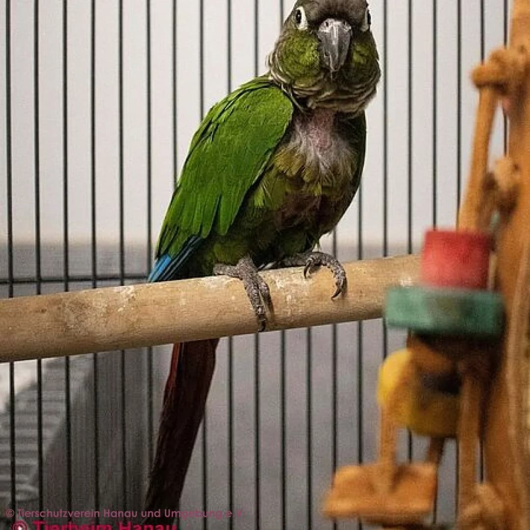Rio, male mixed breed for adoption at Tierschutz Hanau, Hanau