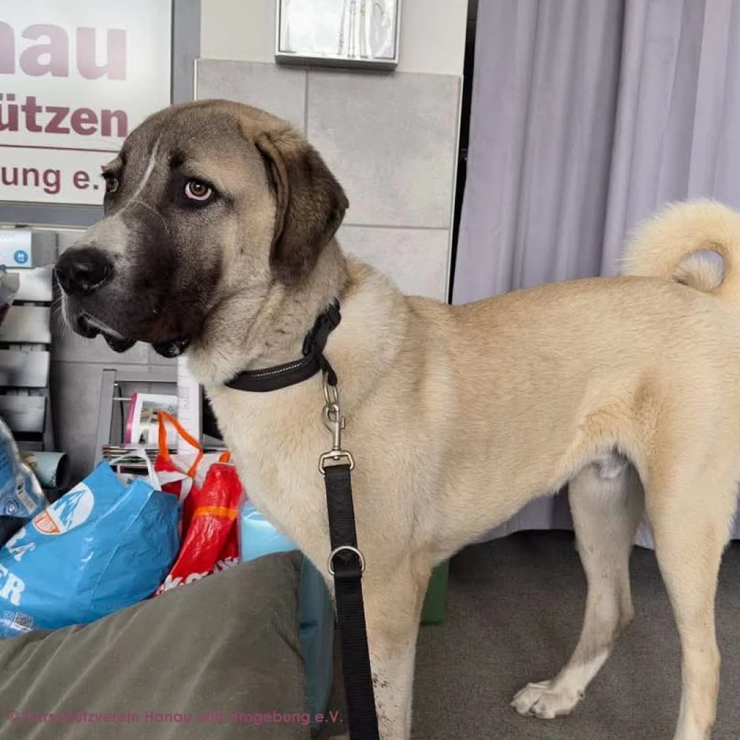 Raso, male puppy Kangal for adoption at Tierschutz Hanau, Hanau