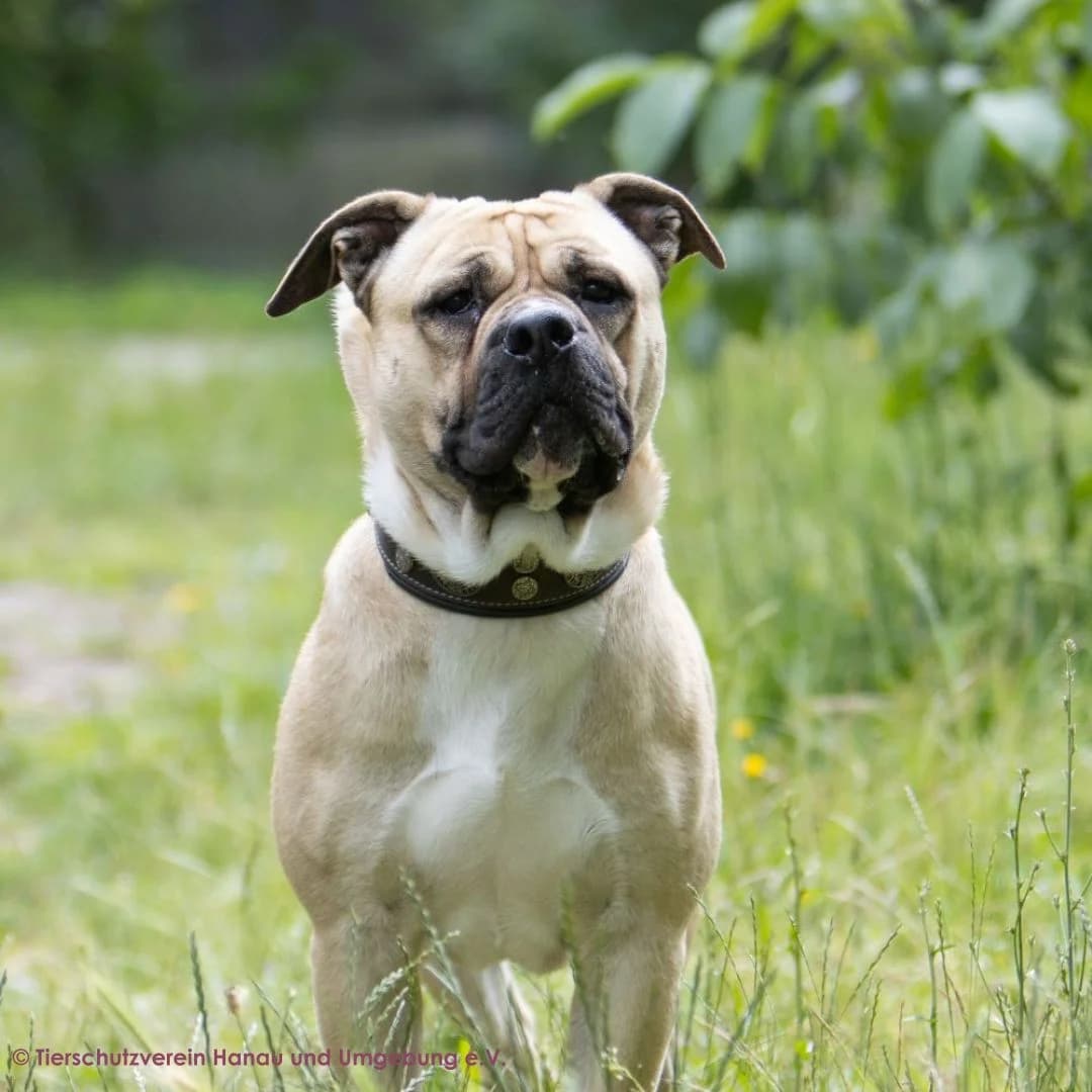 Ace, male young English Bulldog for adoption at Tierschutz Hanau, Hanau