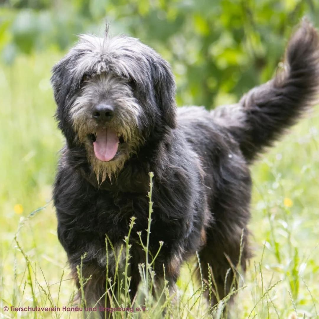 Radu, male 6yo Mixed Breed for adoption at Tierschutz Hanau, Hanau