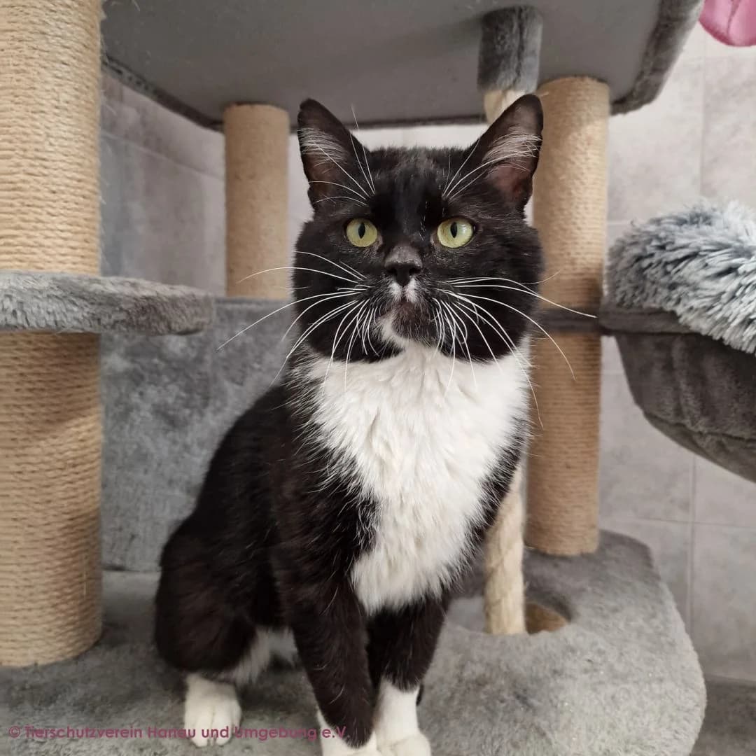 Othello,  5yo European Shorthair for adoption at Tierschutz Hanau, Hanau
