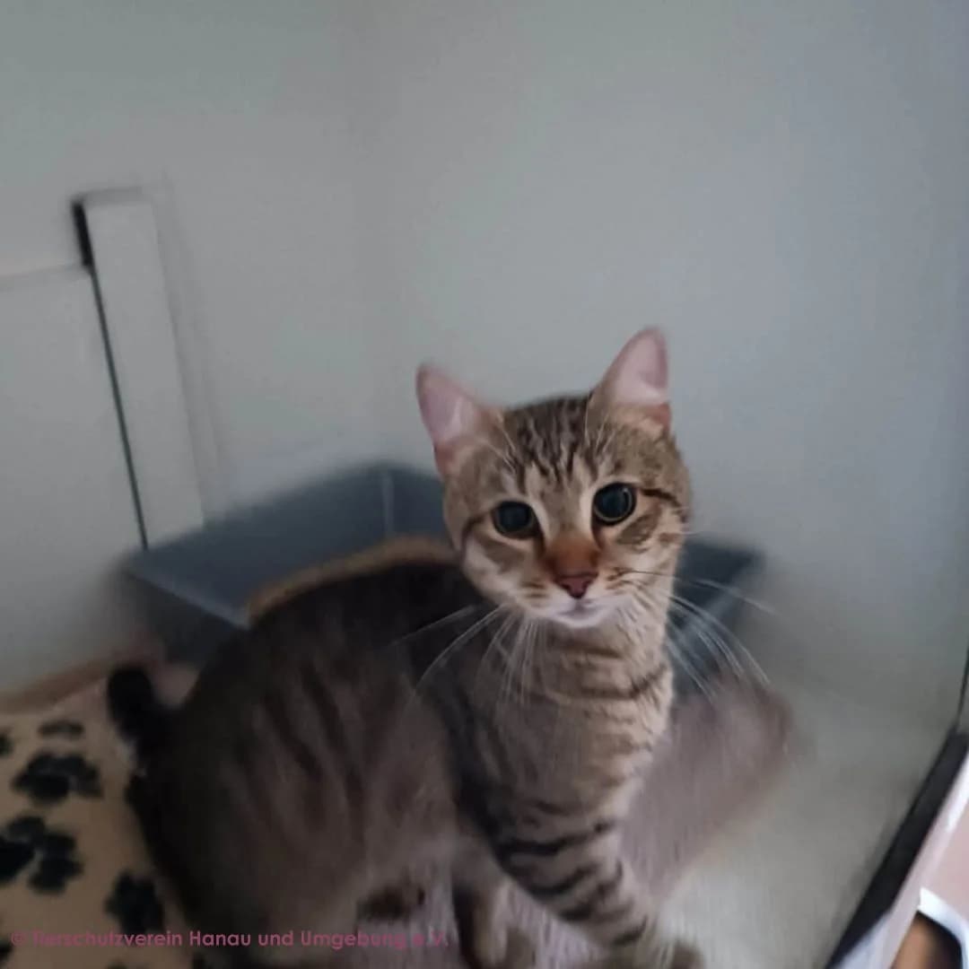 Brody, male young European Shorthair for adoption at Tierschutz Hanau, Hanau
