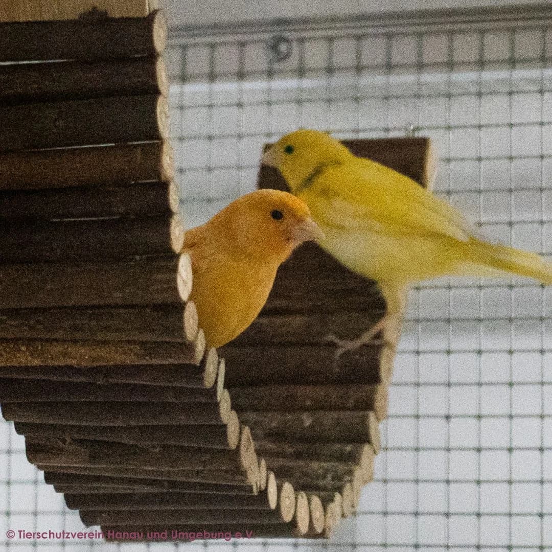 Elton und Martin, male mixed breed for adoption at Tierschutz Hanau, Hanau