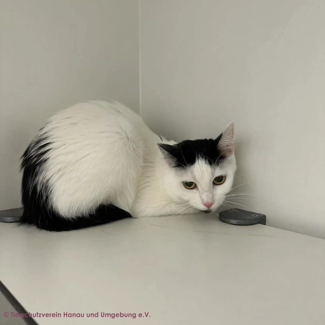 Felicitas, female European Shorthair for adoption at Tierschutz Hanau, Hanau