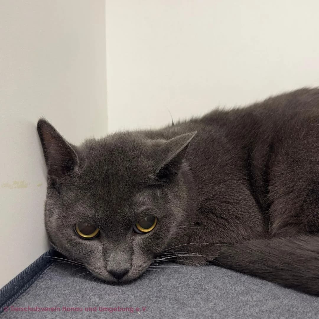 Jerry, male young Russian Blue for adoption at Tierschutz Hanau, Hanau