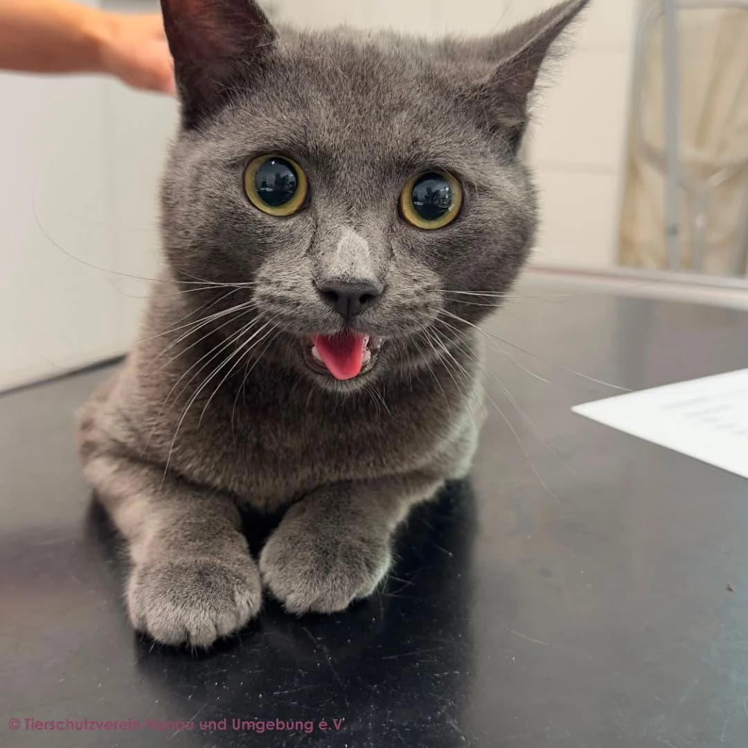 David, male young Russian Blue for adoption at Tierschutz Hanau, Hanau