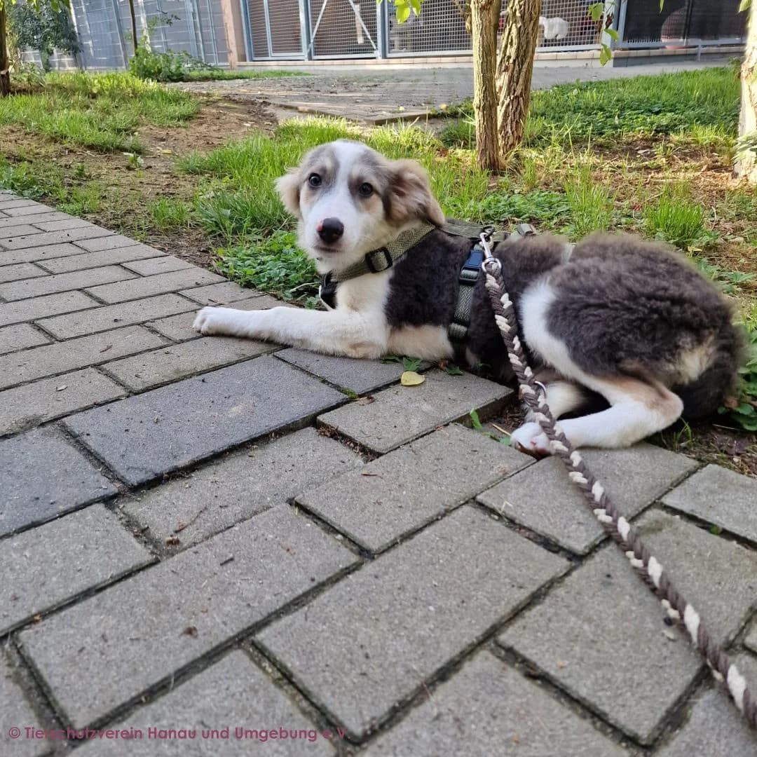 Ava, female puppy Mixed Breed for adoption at Tierschutz Hanau, Hanau