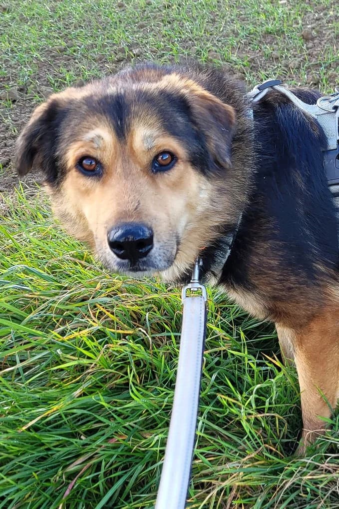 Milla (reserviert), female young Mixed Breed for adoption at Tierschutz Kelkheim, Kelkheim (Taunus)