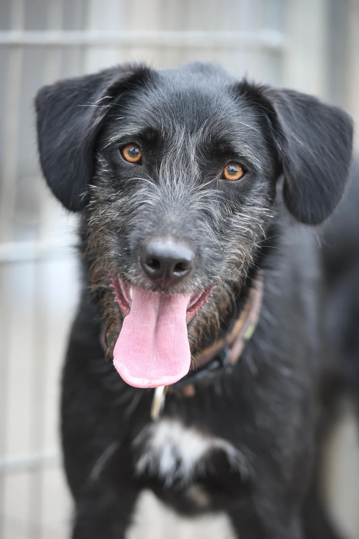 Ludwig, male young Mixed Breed for adoption at Tierschutz Kelkheim, Kelkheim (Taunus)