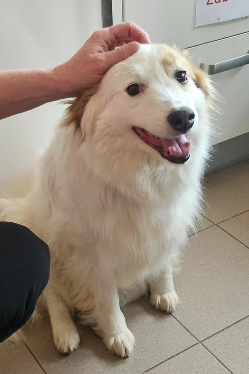 Vivy, female young Mixed Breed for adoption at Tierschutz Kelkheim, Kelkheim (Taunus)