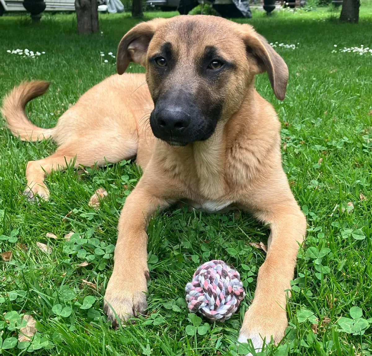 Emil, male Mixed Breed for adoption at Tierschutzverein Markdorf, Markdorf