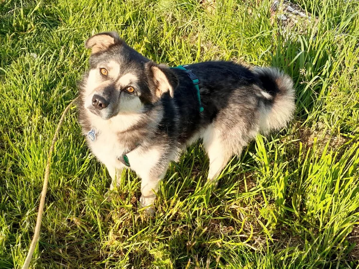 Doshi, Mixed Breed (Tierschutzverein Markdorf)