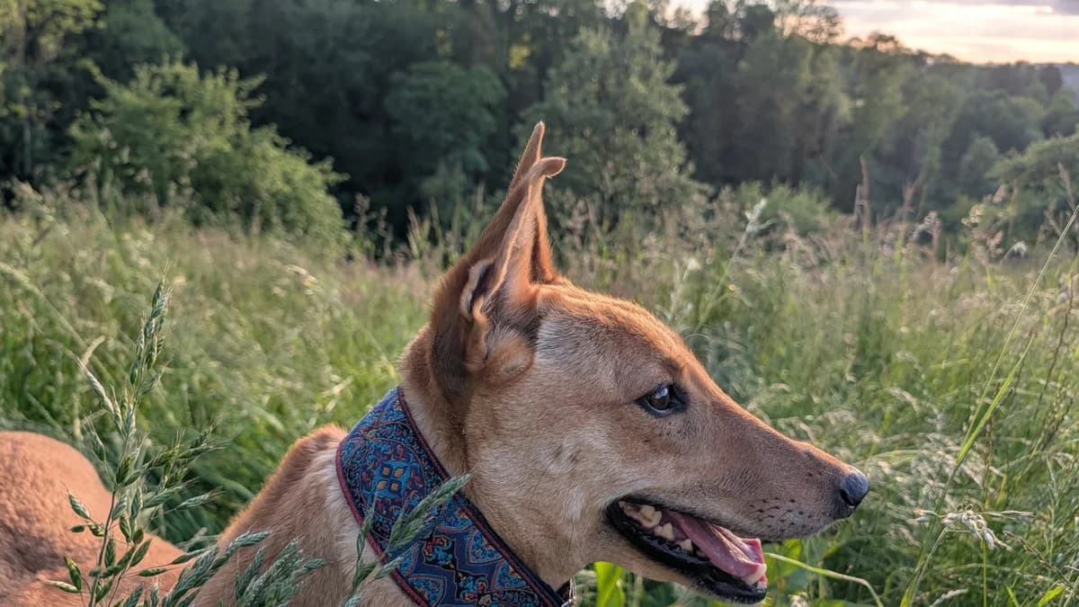 Callou, Mixed Breed (Tierschutzverein Markdorf)