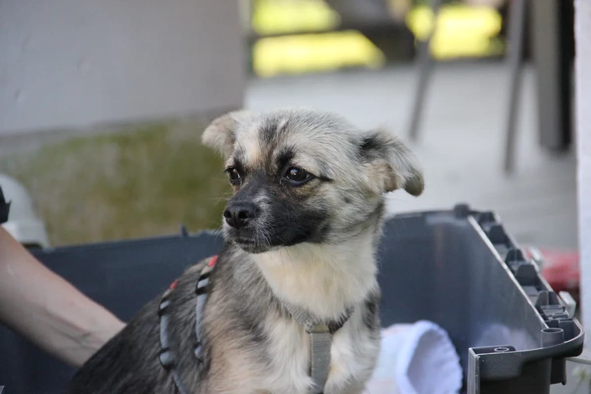 Pinja, female young Mixed Breed for adoption at Tierschutzverein Markdorf, Markdorf