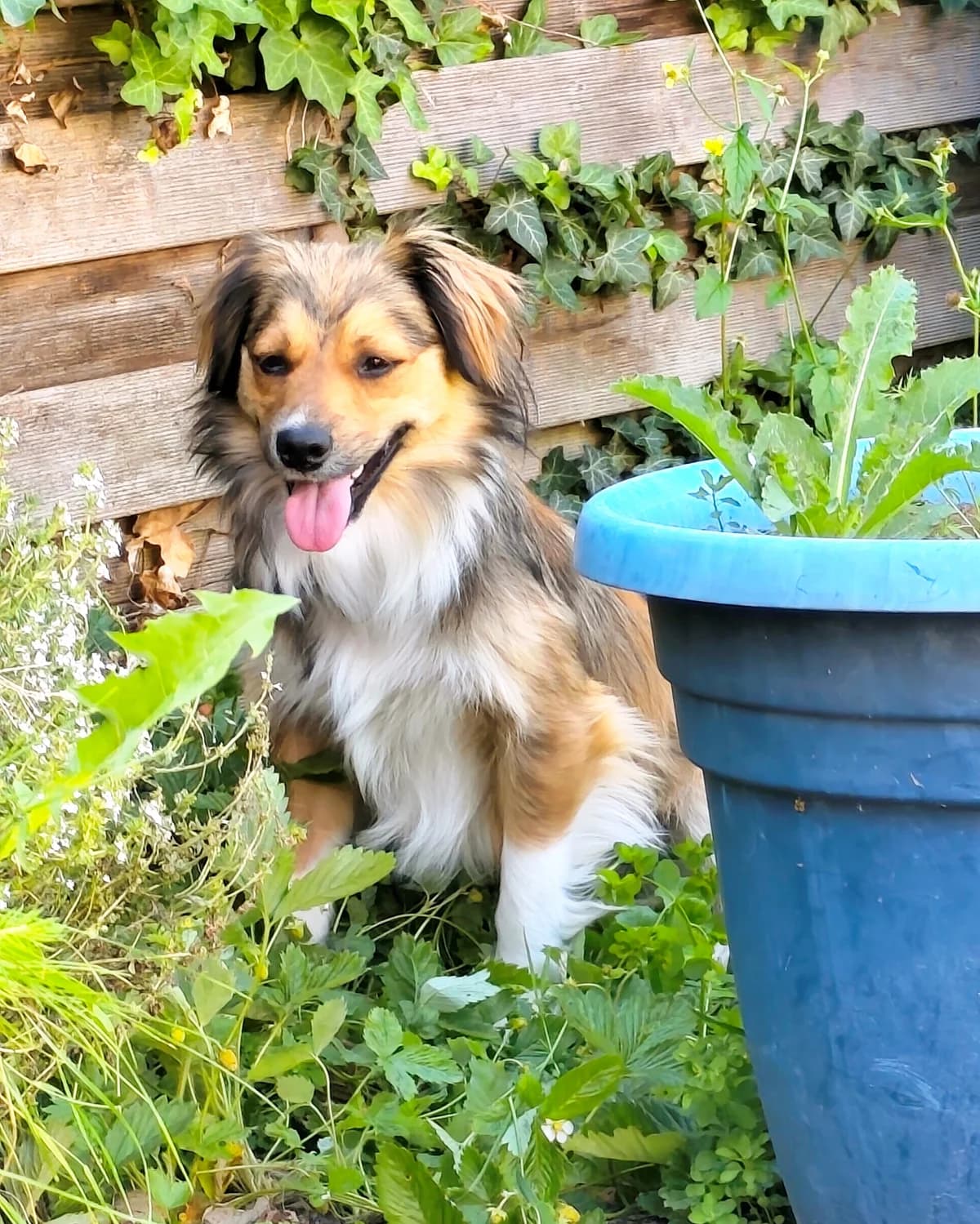 Coco, male 5yo Mixed Breed for adoption at Tierschutzverein Markdorf, Markdorf