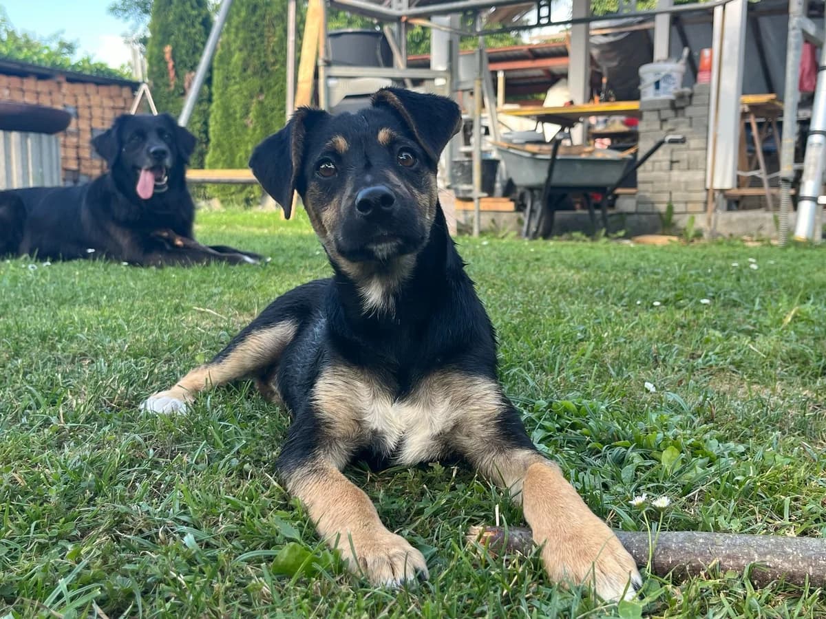 Savi, female puppy Mixed Breed for adoption at Tierschutzverein Markdorf, Markdorf