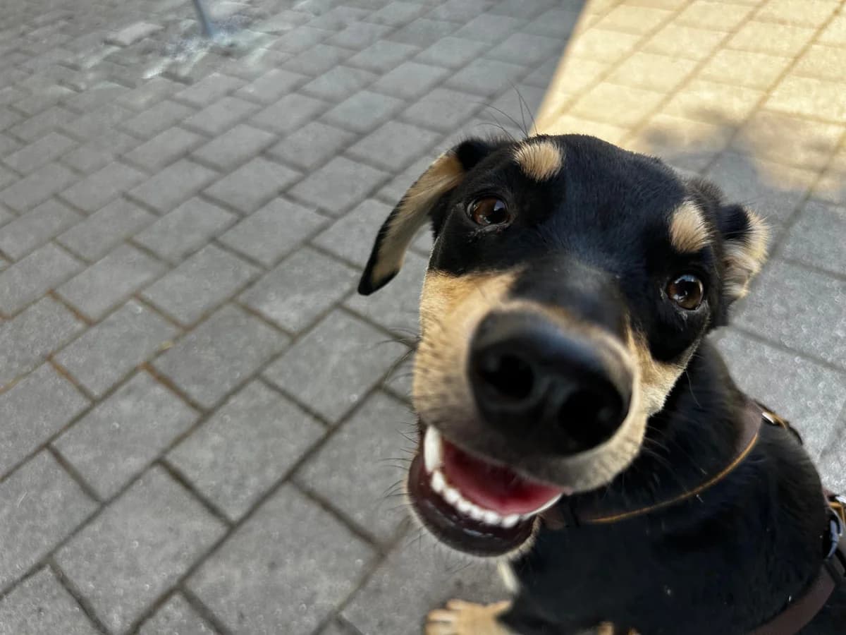 Leylo, male young Mixed Breed for adoption at Tierschutzverein Markdorf, Markdorf