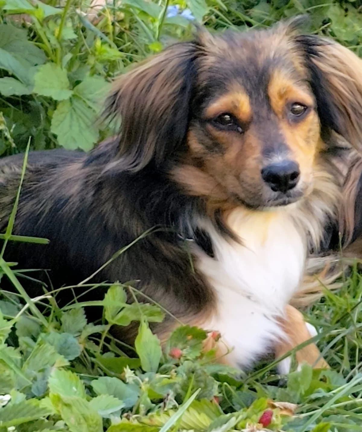 Molly, female 5yo Mixed Breed for adoption at Tierschutzverein Markdorf, Markdorf