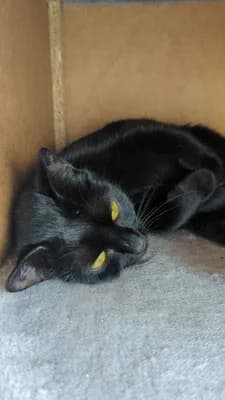 Merle, male Mixed Breed for adoption at Tierschutzverein Markdorf, Markdorf