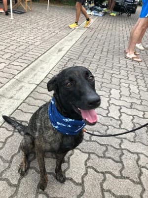 Hope, male 4yo Mixed Breed for adoption at Tierschutzverein Markdorf, Markdorf